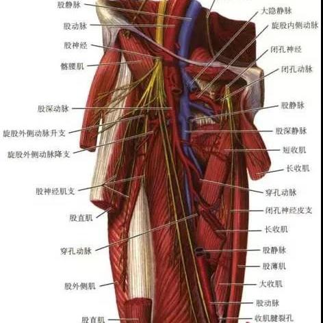 髂腹下神经|最佳精选核心关注