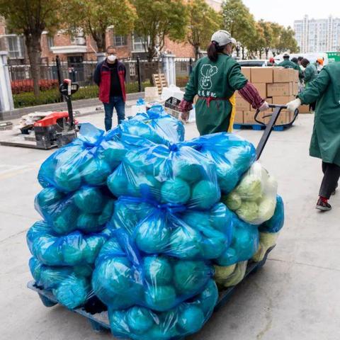 苏州菠菜最新价格走势|核心特点与主要属性